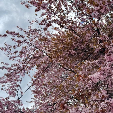 Најавна фотографија